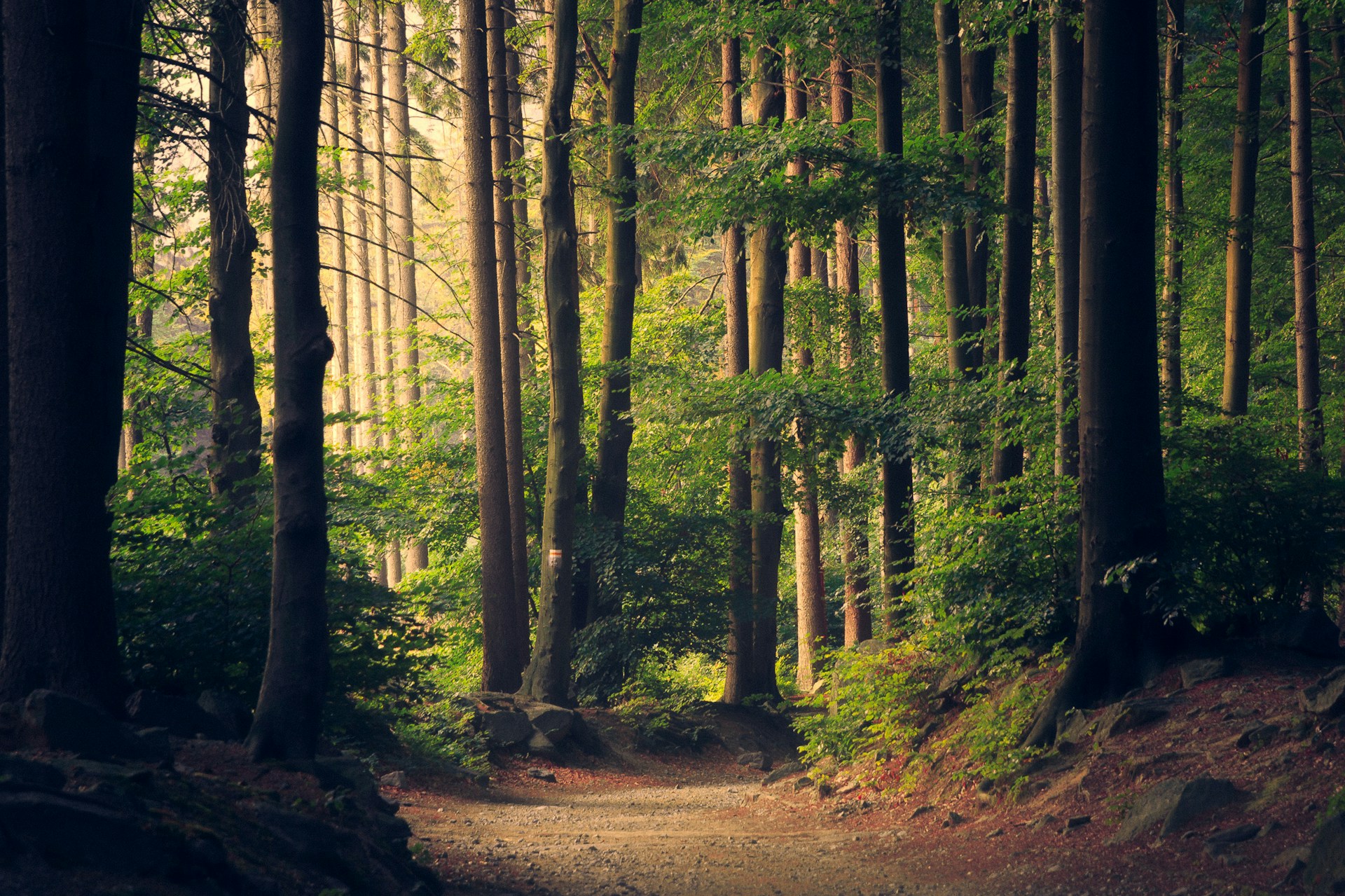 Sunlit forest path through ancient woodland